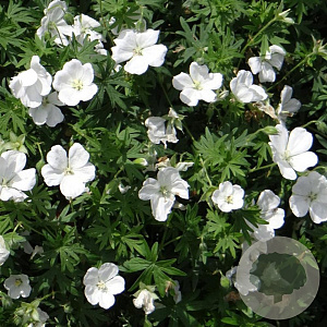 Geranium sanguineum 'Album' GM P9