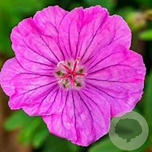 Geranium sanguineum 'Ankum's Pride' GM P9