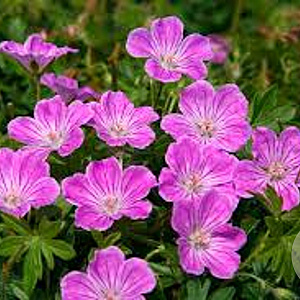 Geranium sanguineum 'Canon Miles' GM P9