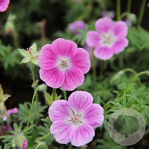 Geranium sanguineum 'Elke' GM P9