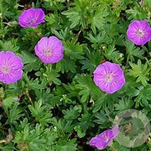 Geranium sanguineum 'Nanum' GM P9