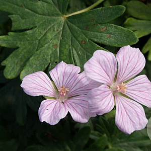 Geranium sanguineum 'Pink Pouffe' GM P9