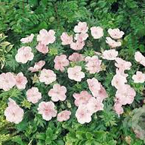 Geranium sanguineum 'Vision Pink' GM P9
