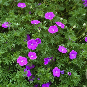 Geranium sanguineum 'Vision' GM P9