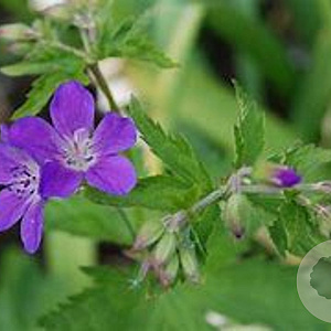 Geranium sylvaticum 'Birch Lilac' GM P9