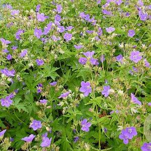 Geranium sylvaticum 'Bridget Lion' GM P9