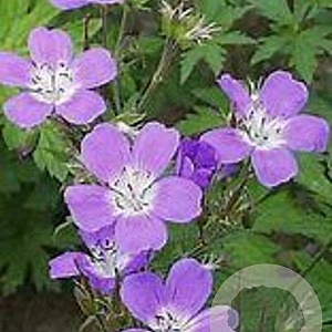 Geranium sylvaticum 'Mayflower' GM P9