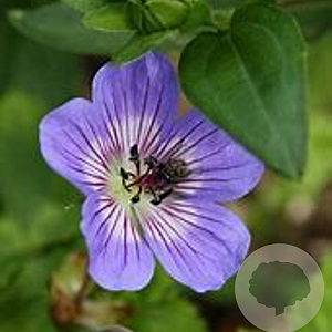 Geranium wallichianum 'Buxton's Variety' GM P9
