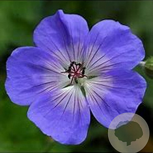 Geranium wallichtianum 'Buxton Blue' GM P9