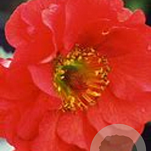 Geum 'Red Wings' GM P9