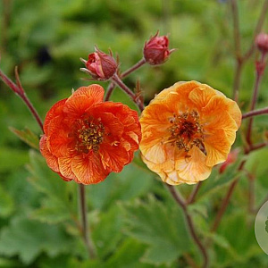 Geum marmelade GM P9