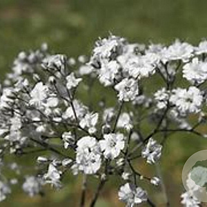 Gypsophila paniculata 'Bristol Fairy' GM P9