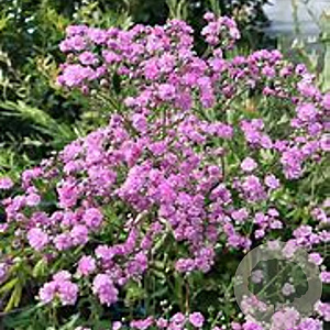 Gypsophila paniculata 'Flamingo' GM P9
