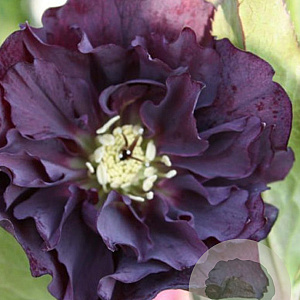Helleborus orientalis 'Purple' GM P9