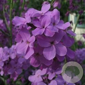 Hesperis matronalis 'Violet' GM P9