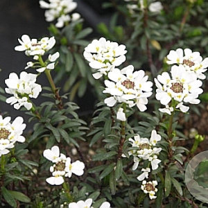 Iberis sempervirens 'Appen-Etz' GM P9