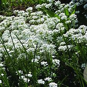 Iberis sempervirens 'Weisser Zwerg' GM P9