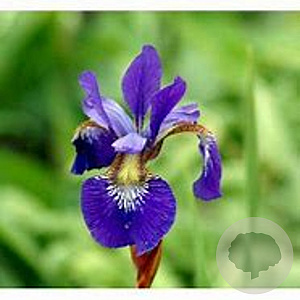 Iris sibirica 'Blue King' GM P9
