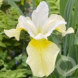 Iris sibirica 'Butter and Sugar' GM P9
