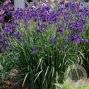 Iris sibirica 'Caesar's Brother' GM P9
