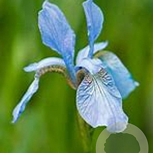 Iris sibirica 'Perry's Blue' GM P9