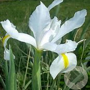 Iris sibirica 'Snow Queen' GM P9