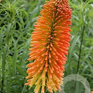 Kniphofia uvaria 'Nobilis' GM P9