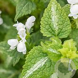 Lamium maculatum 'Album' GM P9