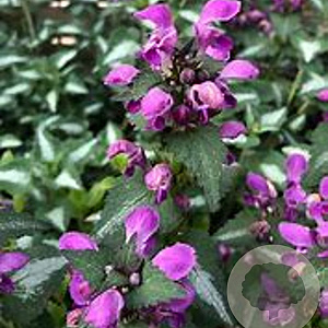 Lamium maculatum 'Chequers' GM P9