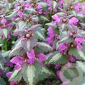 Lamium maculatum 'Roseum' GM P9