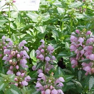 Lamium maculatum 'Shell Pink' GM P9