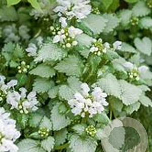 Lamium maculatum 'White Nancy' GM P9