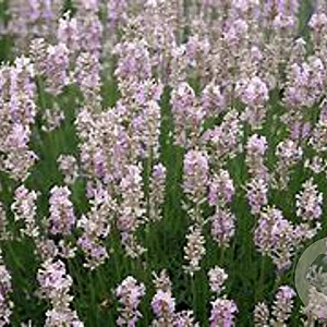 Lavandula angustifolia 'Loddon Pink' GM P9