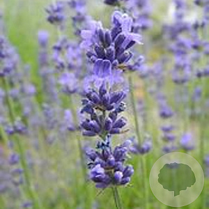 Lavandula angustifolia 'Middachten' GM P9