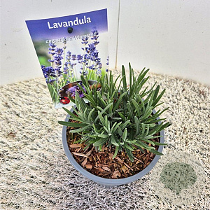 Lavandula angustifolia 'Munstead'(S) GM P9
