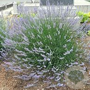Lavandula intermedia 'Dutch' GM P9