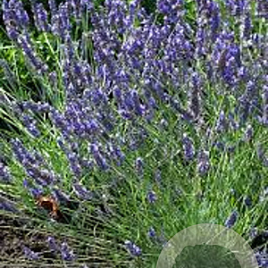Lavandula intermedia 'Grosso' GM P9