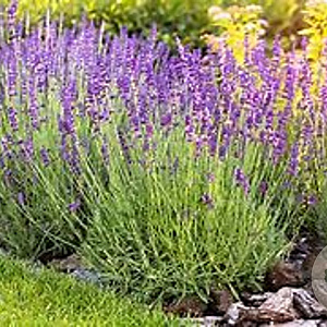 Lavandula officinalis GM P9