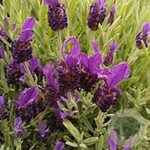 Lavandula stoechas 'Helmsdale' GM P9