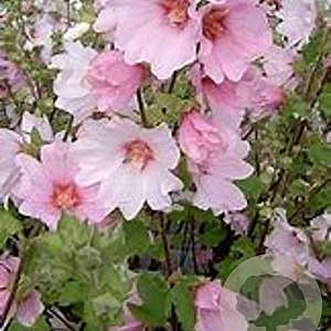 Lavatera 'Silver Barnsley' GM P9