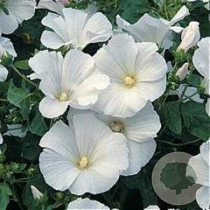 Lavatera Mont Blanc GM P9