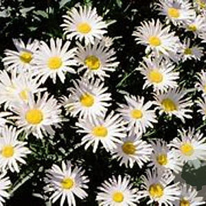 Leucanthemum 'Silver Princess' GM P9