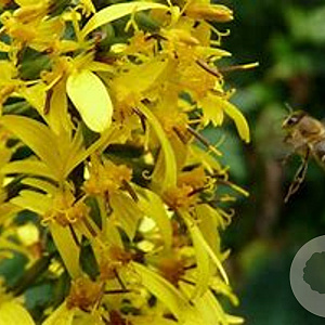 Ligularia stenocephala 'The Rocket' GM P9