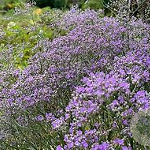 Limonium latifolium 'Violetta' GM P9