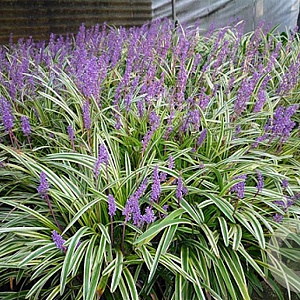 Liriope muscari 'Silvery Sunproof' GM P9