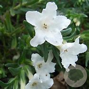 Lithodora diffusa 'Alba' GM P9