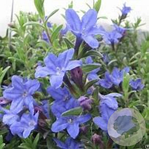 Lithodora diffusa 'Heavenly Blue' GM P9