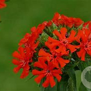 Lychnis chalcedonica 'Plena' GM P9