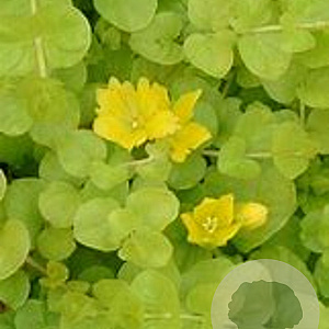 Lysimachia nummularia 'Aurea' GM P9