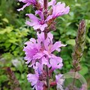 Lythrum salicaria 'Morden Pink' GM P9